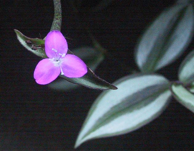 Tradescantia Zebrina: cura della pianta ricadente striata