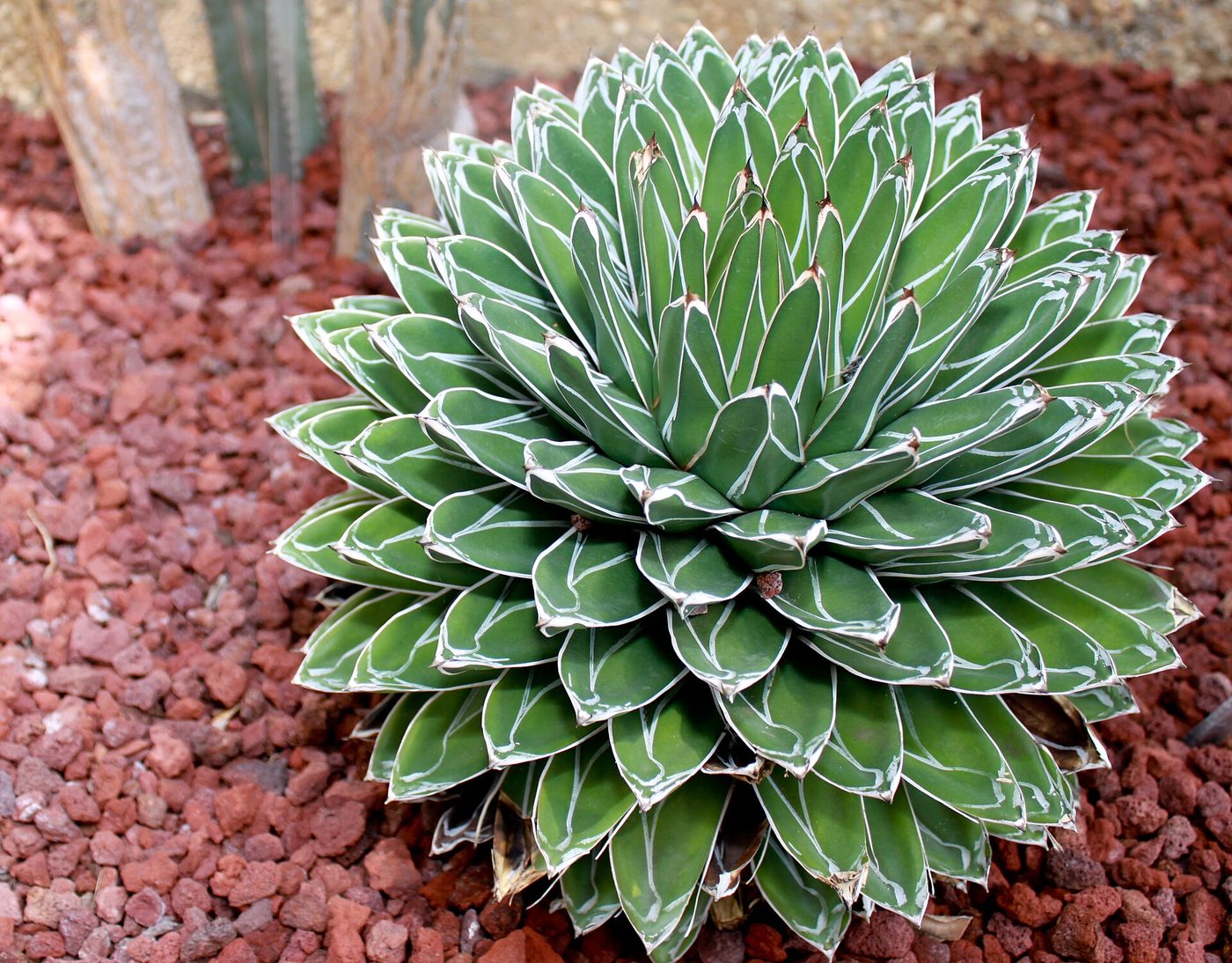 Agave noa
