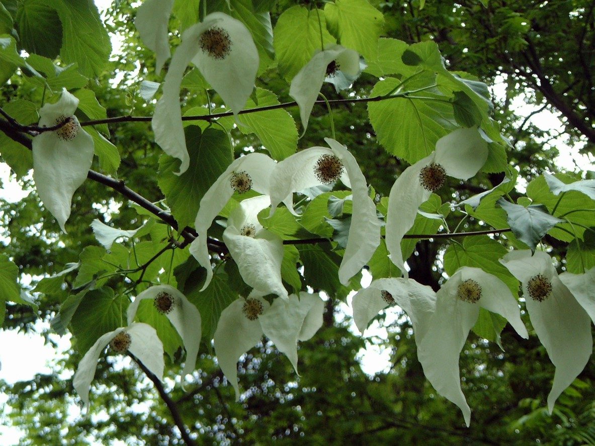 Taschentuchbaum