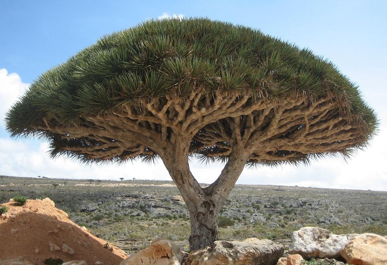 Drachenbaum von Socotra