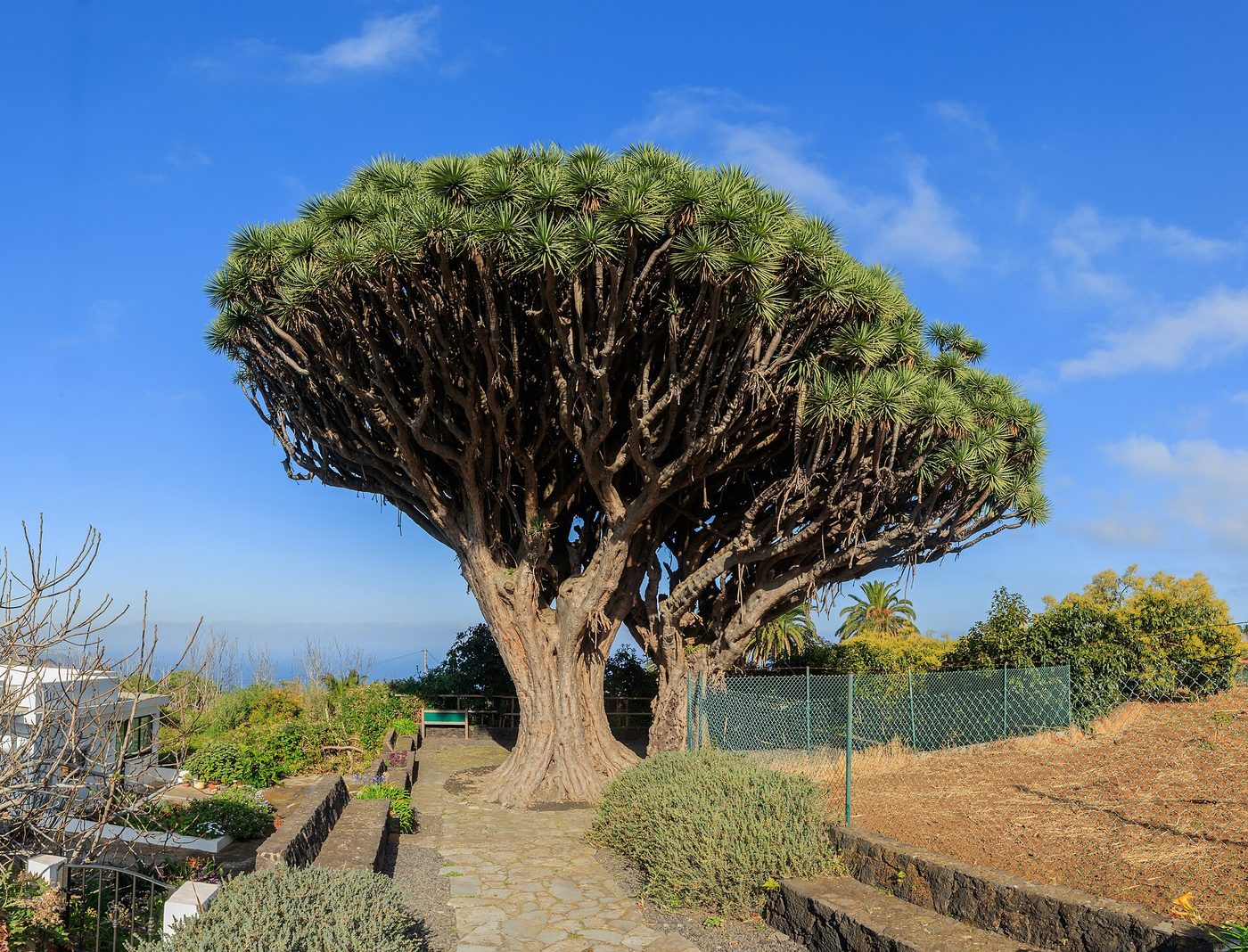 Albero del drago