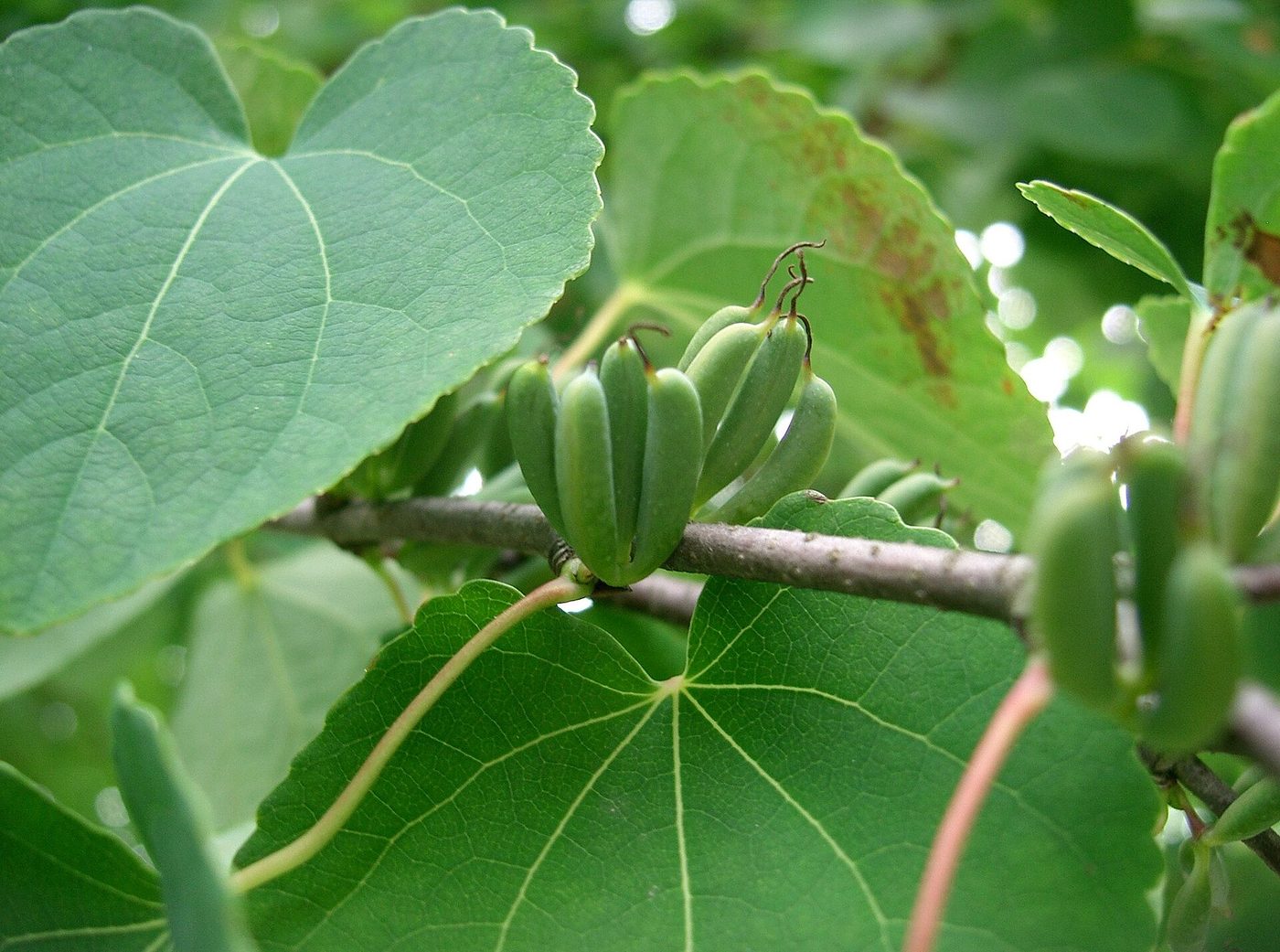 Katsura tree