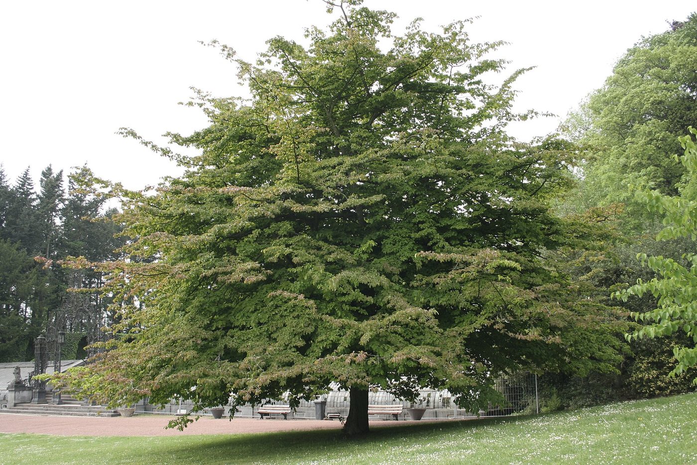 Árbol de hierro persa