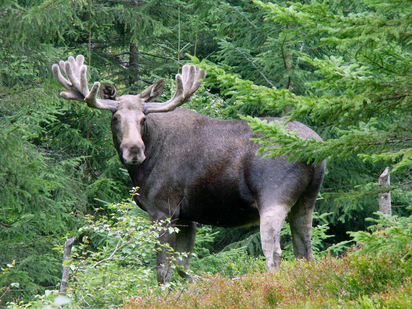 Moose