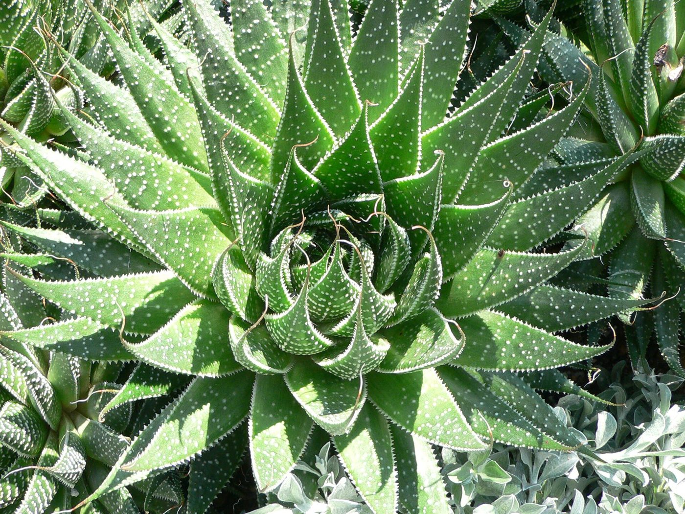Aloe de encaje