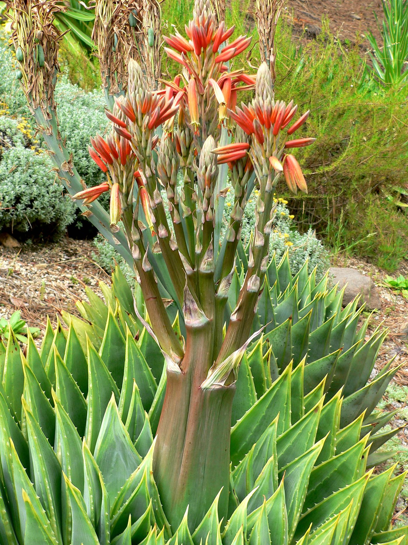 Aloe espiral