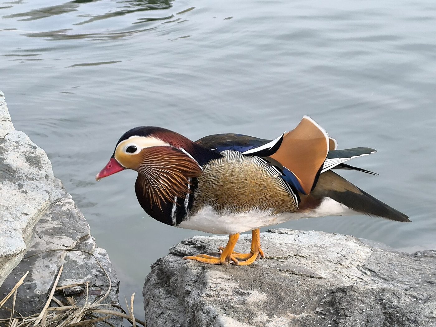 Canard mandarin
