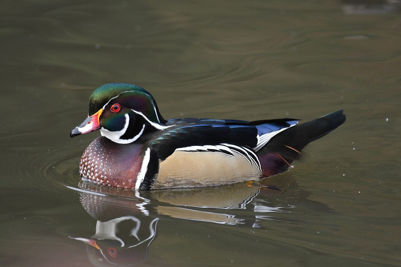 Wood duck