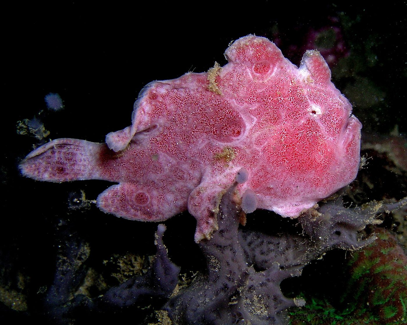 Antennario multiocellato