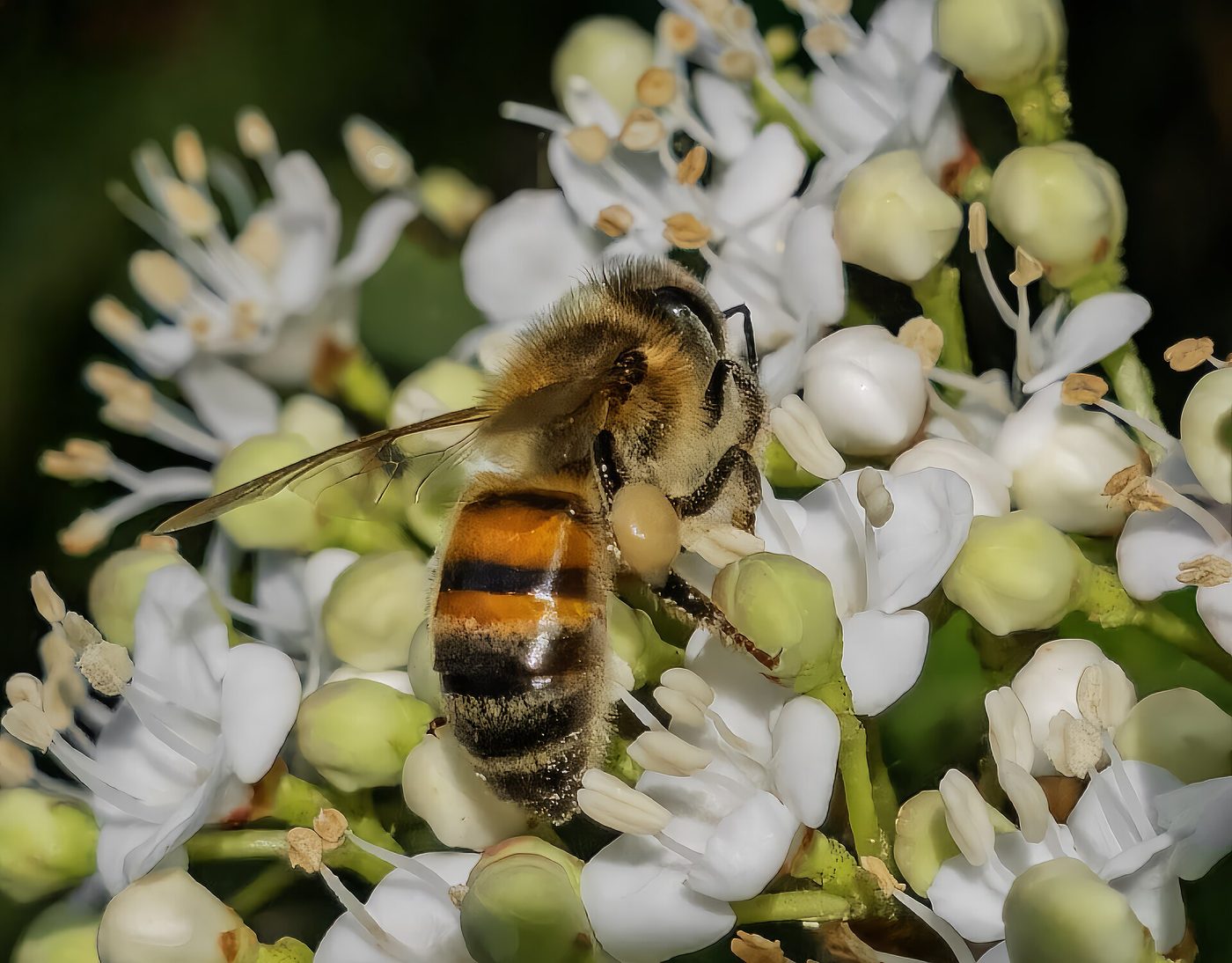 Abeja melífera