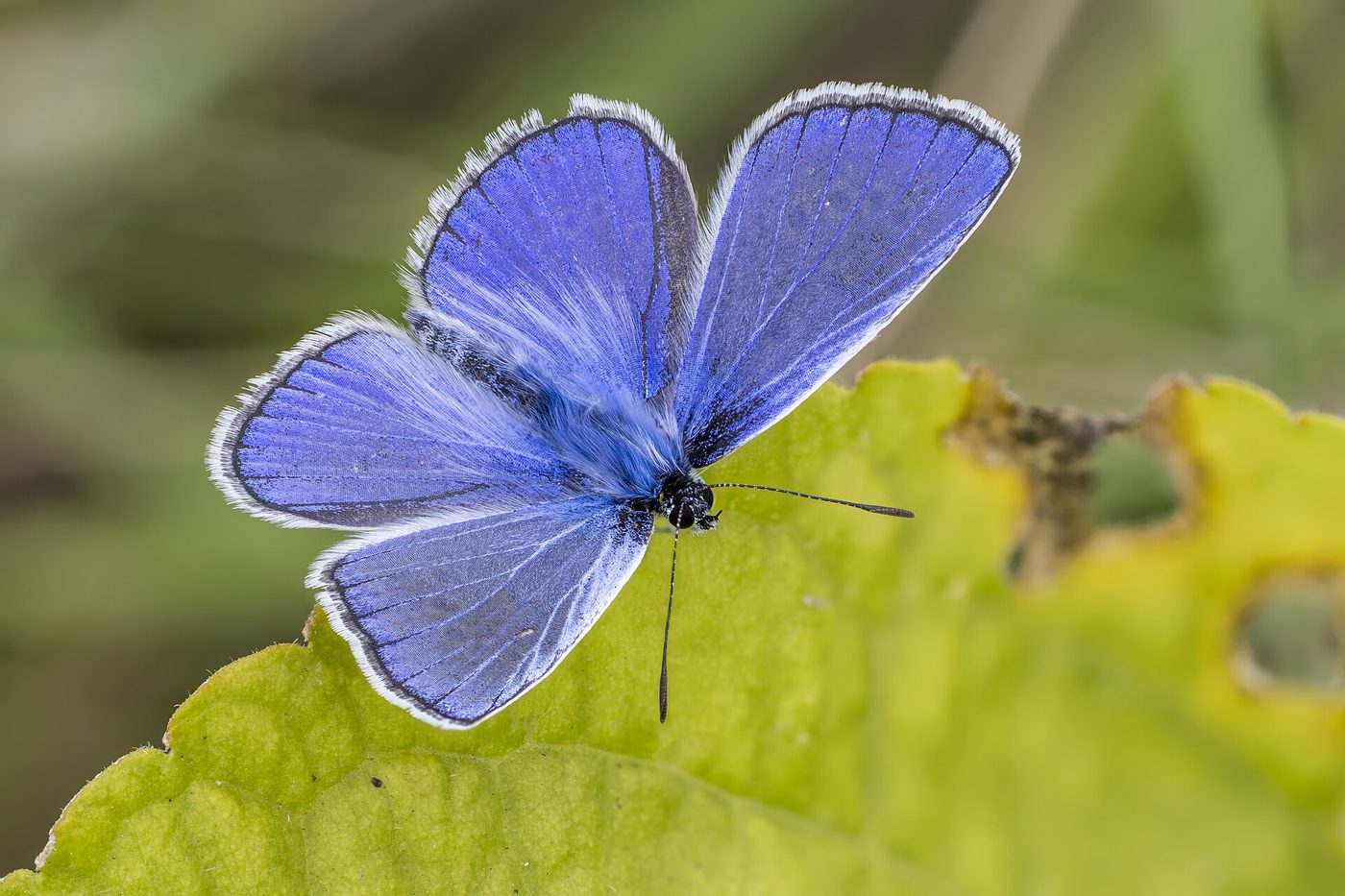 Argo azzurro