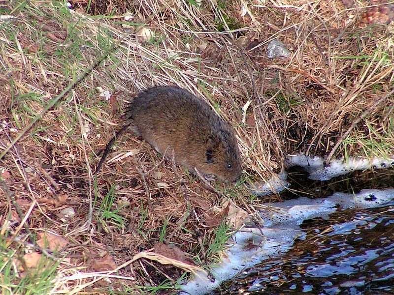 Rata topera