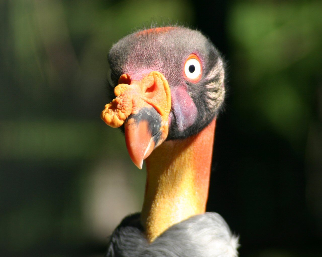 Königsgeier