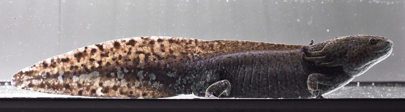 Axolotl