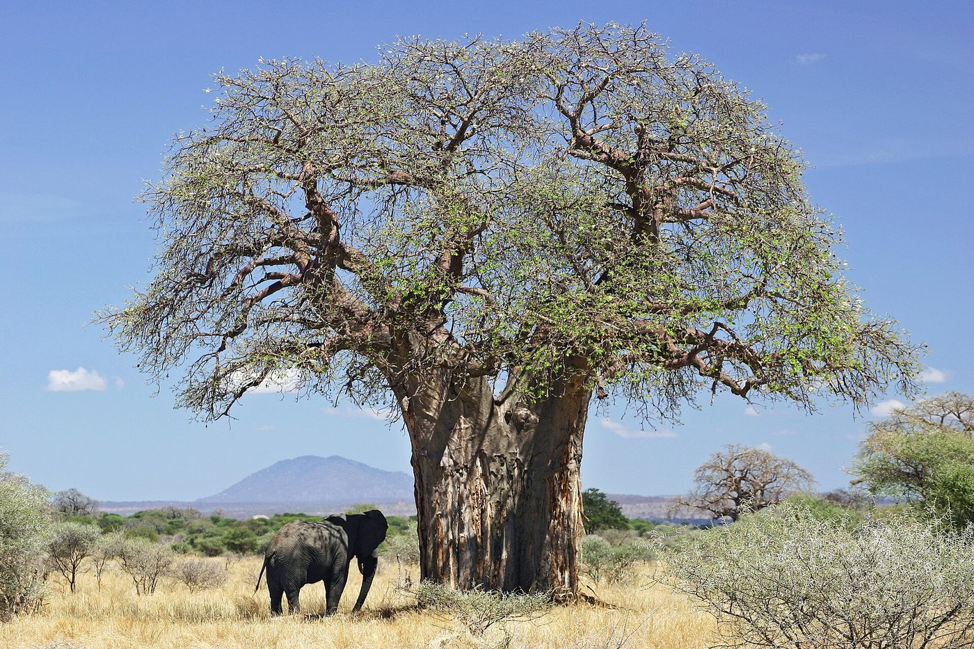 African baobab