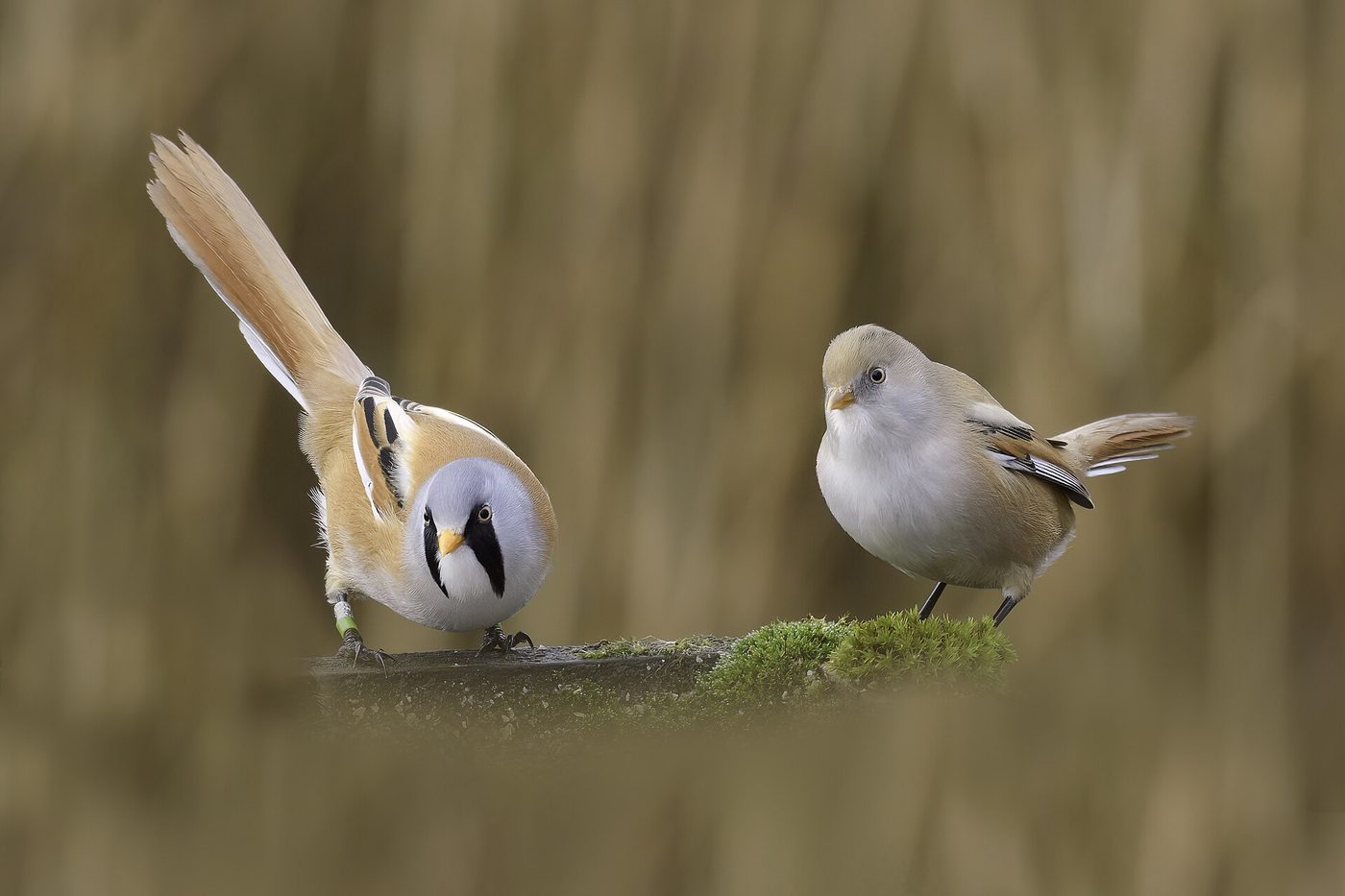 Bearded reedling