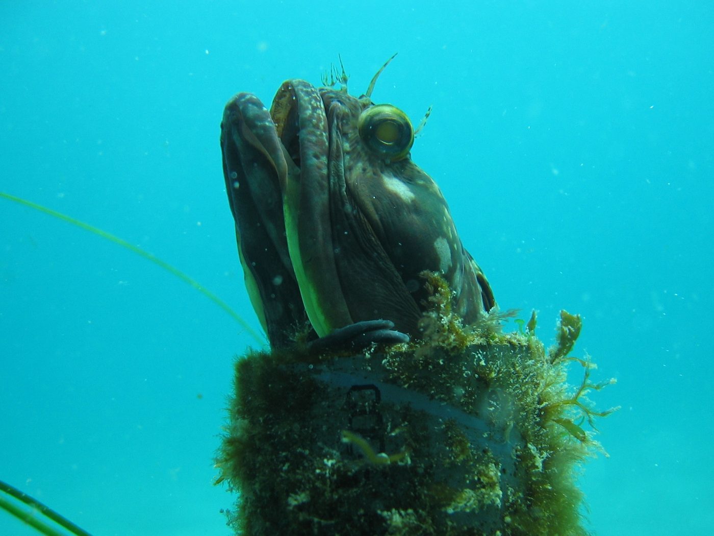 Blennide sarcastico