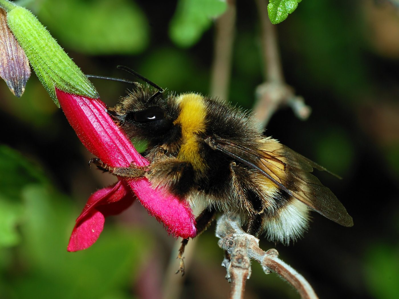 Dunkle Erdhummel