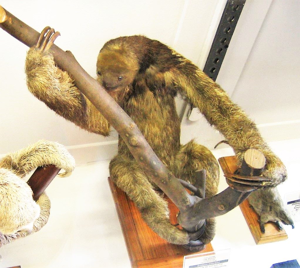 Maned sloth