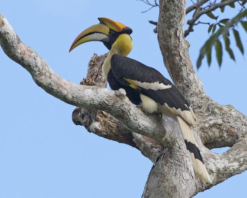 Cálao grande de la India