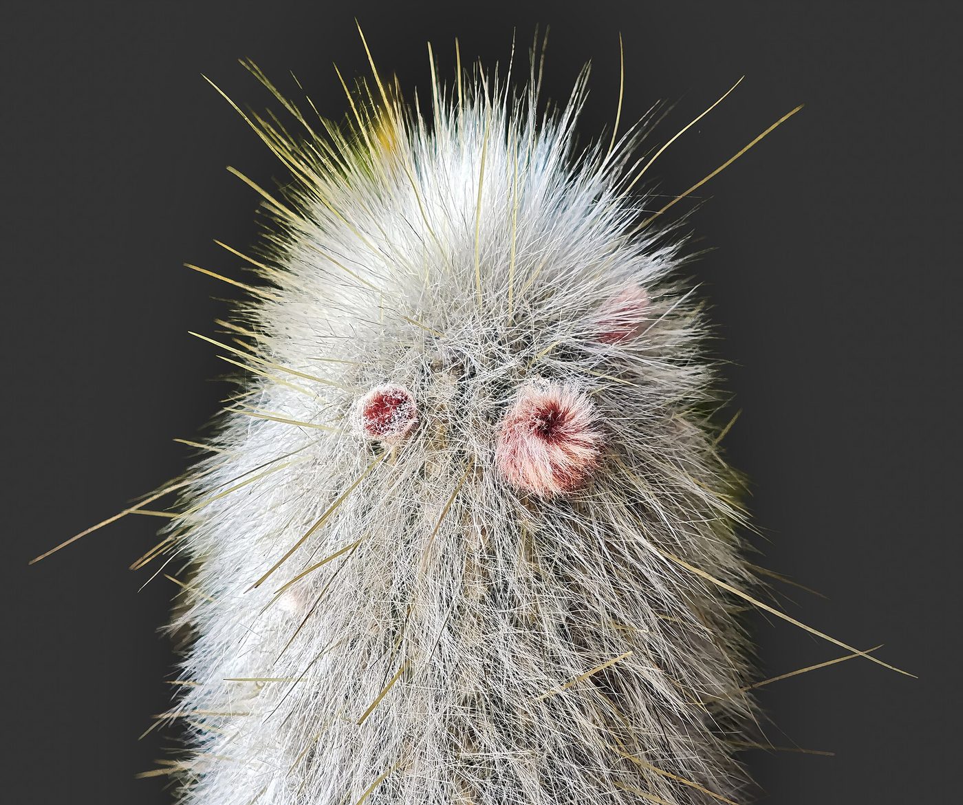 Cactus viejo