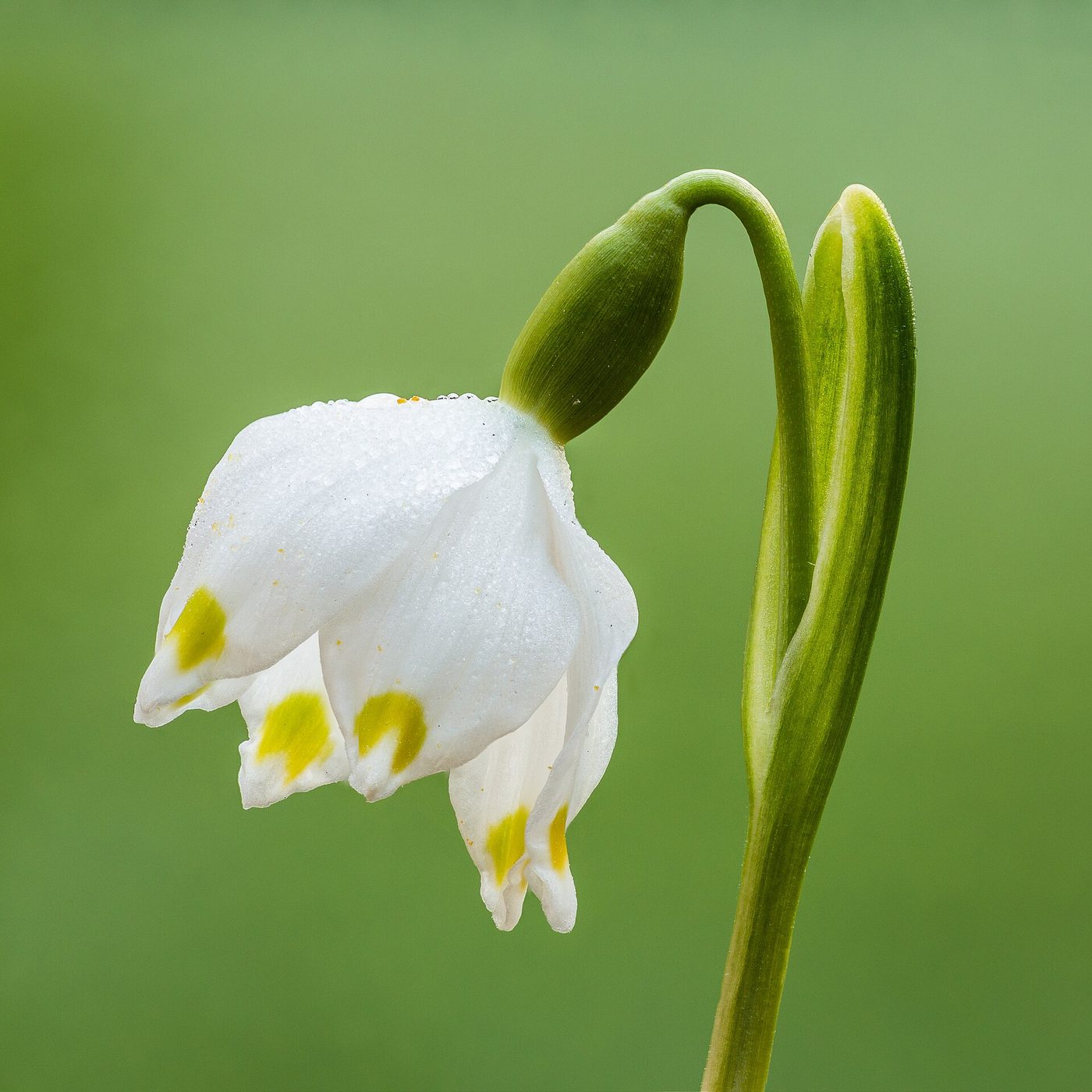 Campanellino di primavera