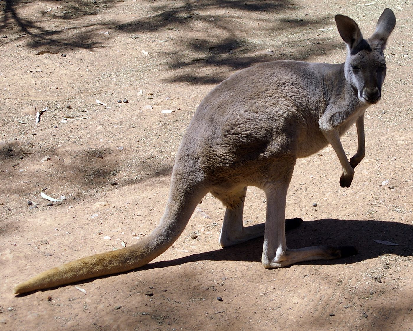 Red kangaroo
