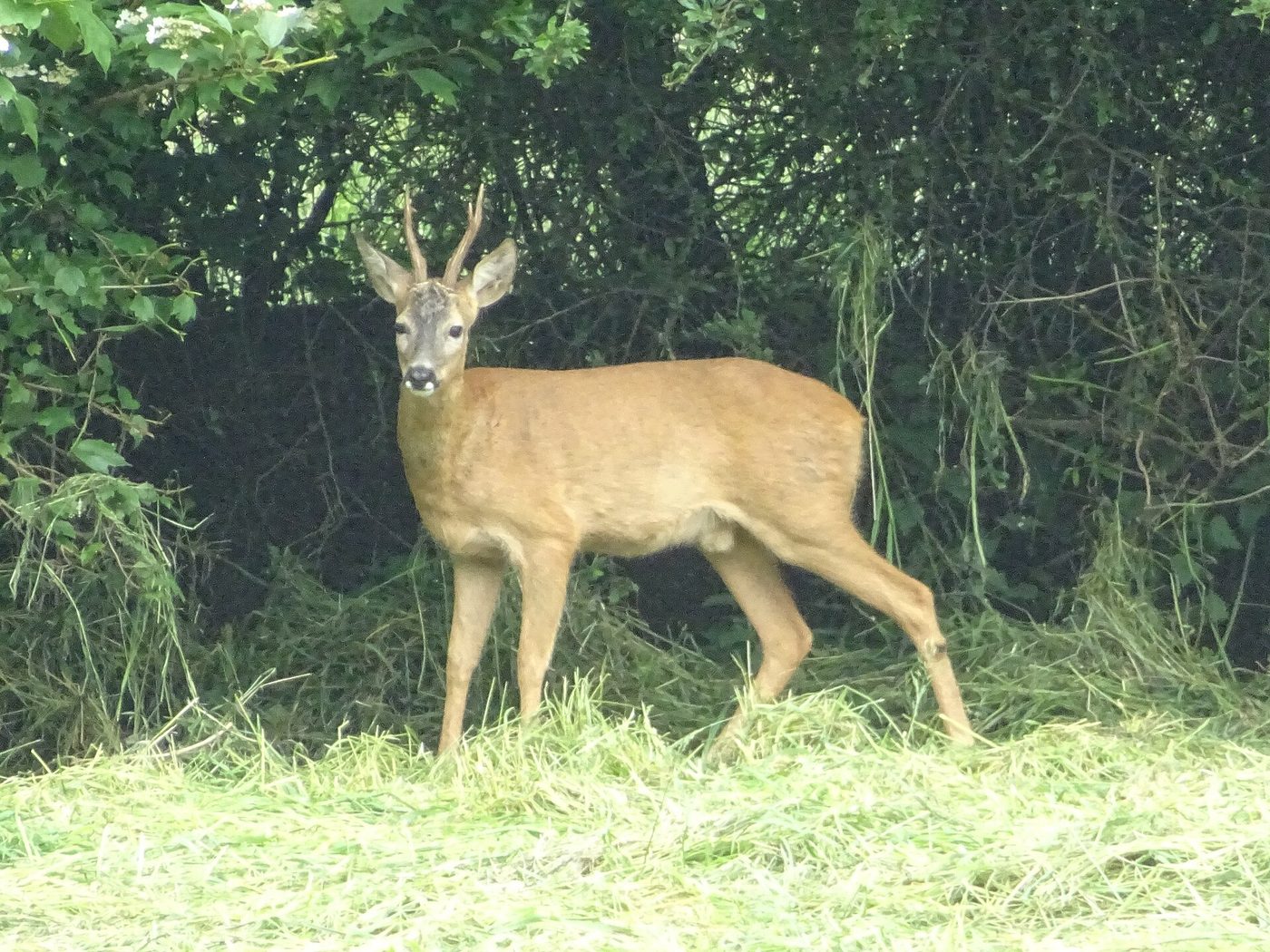 Roe deer