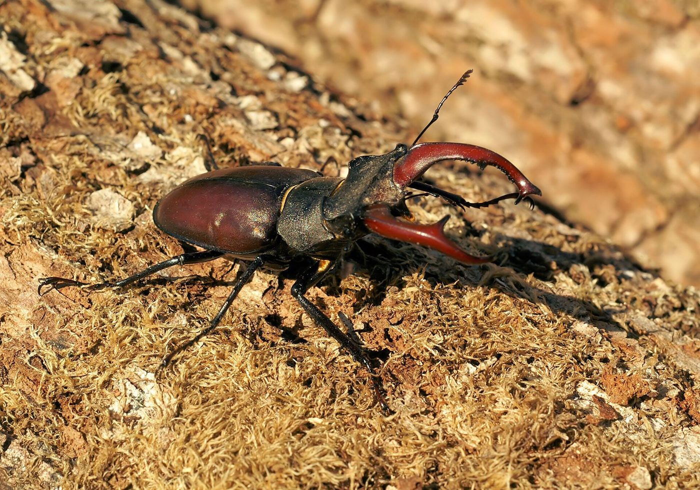 Hirschkäfer