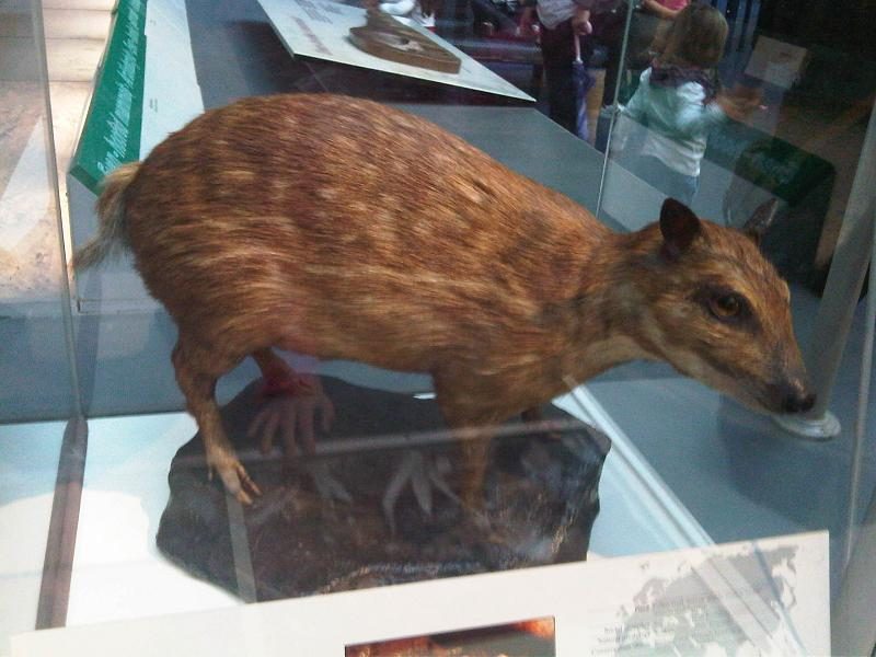Afrikanisches Hirschferkel