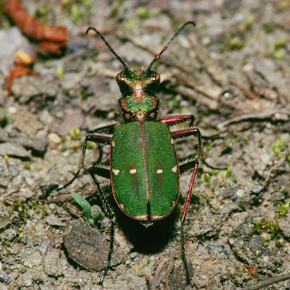 Green tiger beetle