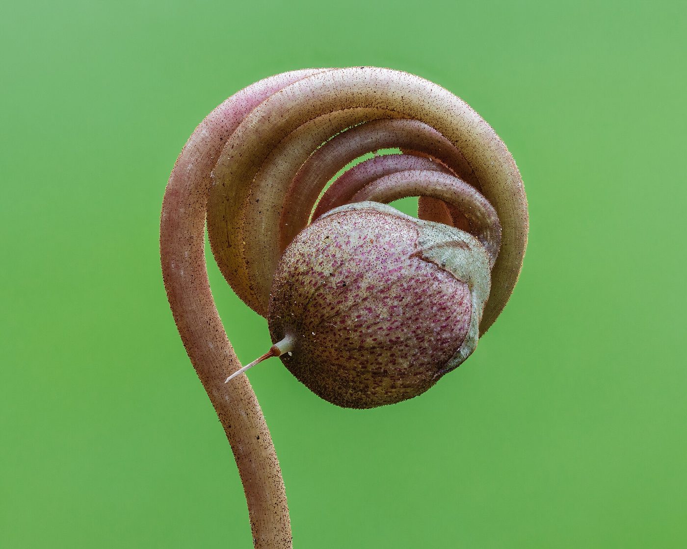 Ivy-leaved cyclamen
