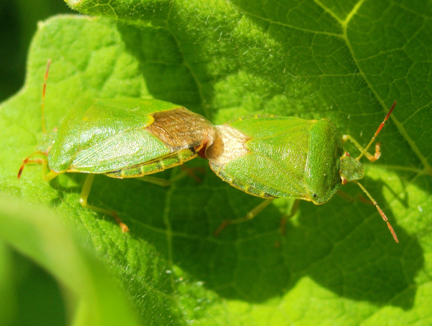 Green shield bug