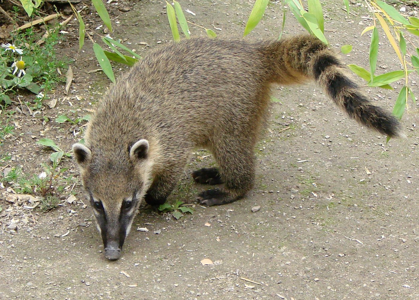 Coatí de cola anillada
