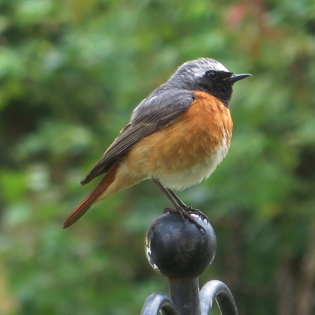 Gartenrotschwanz