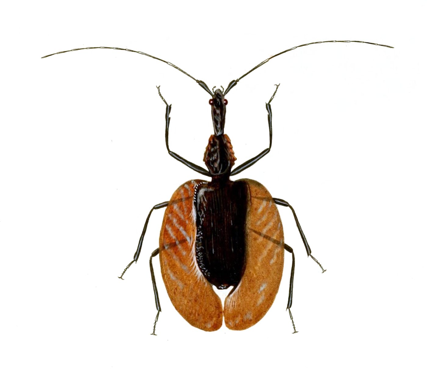 Violin beetle