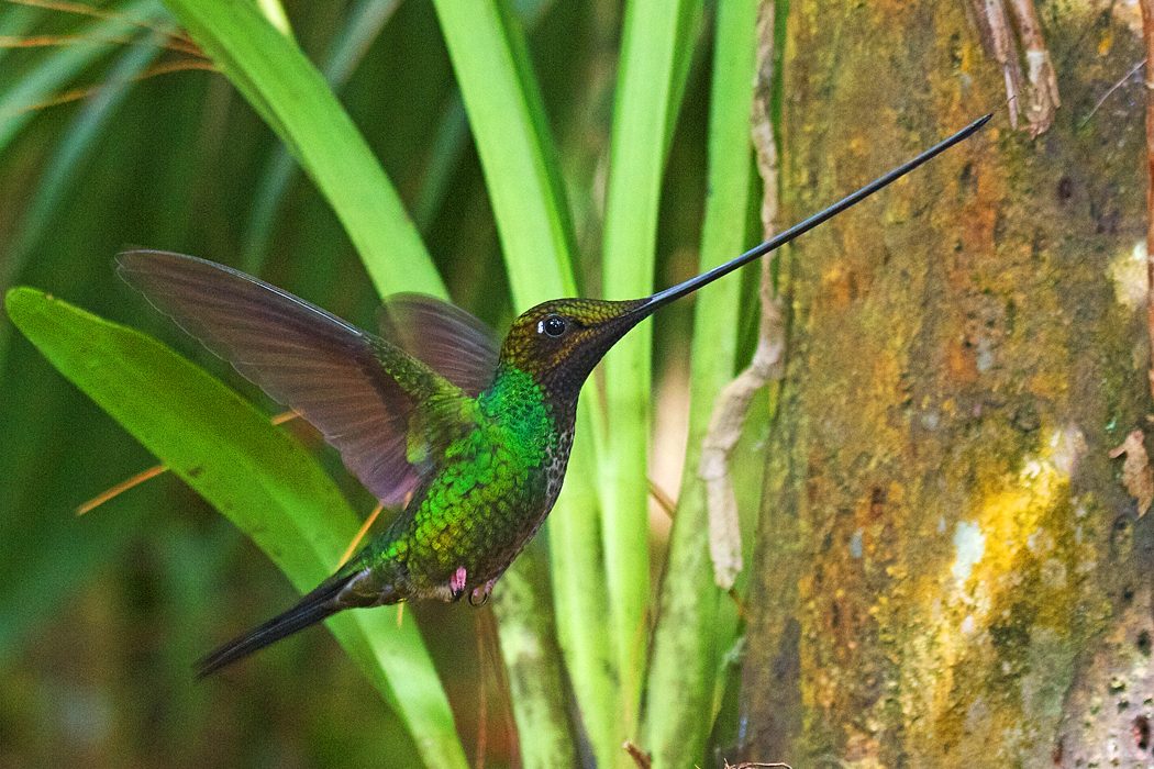 Sword-billed hummingbird