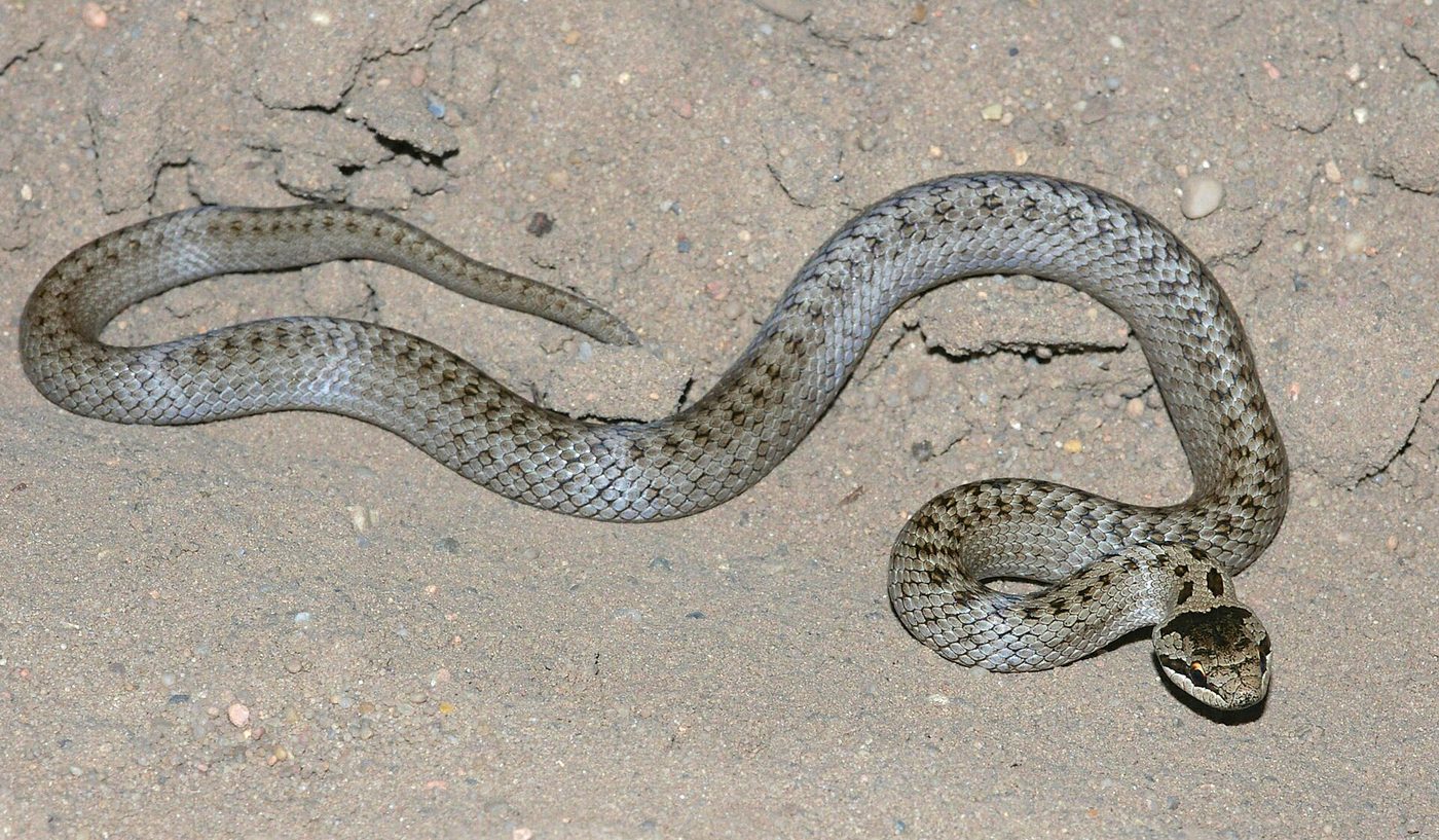 Culebra lisa europea