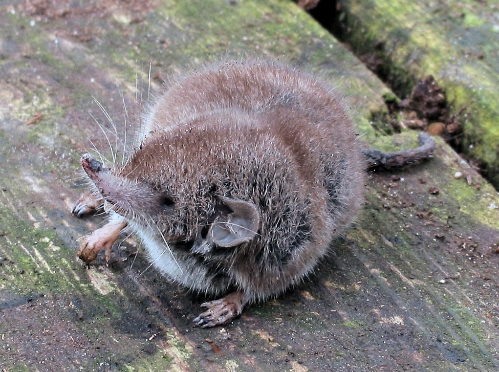 Greater white-toothed shrew