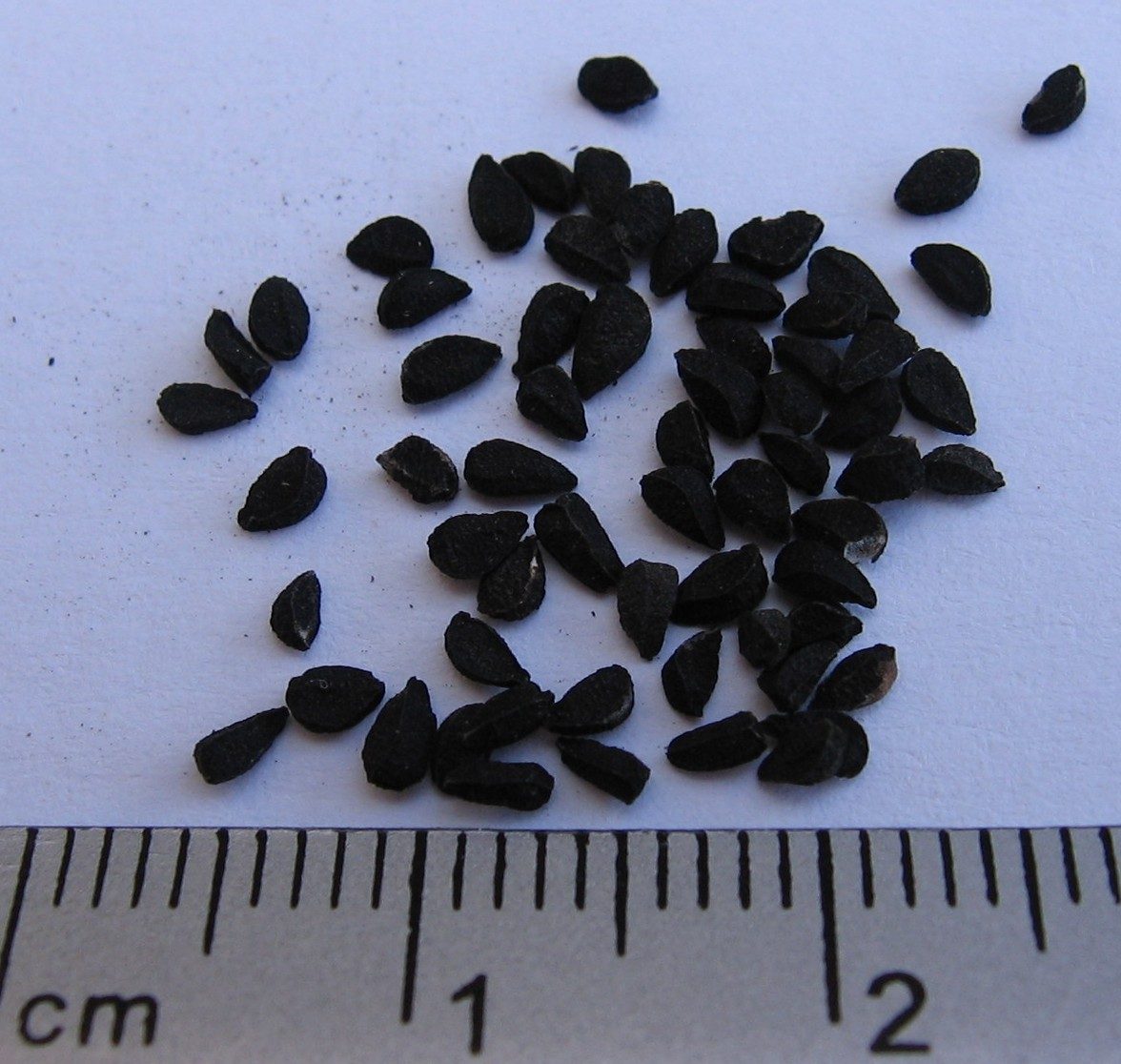 Comino negro