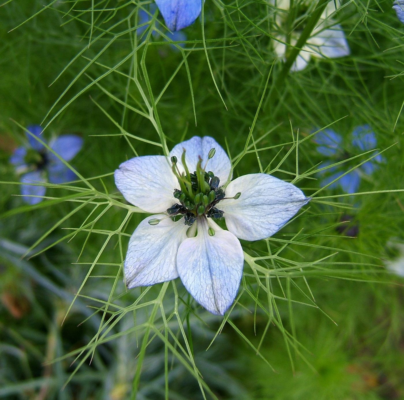 Jungfer im Grünen