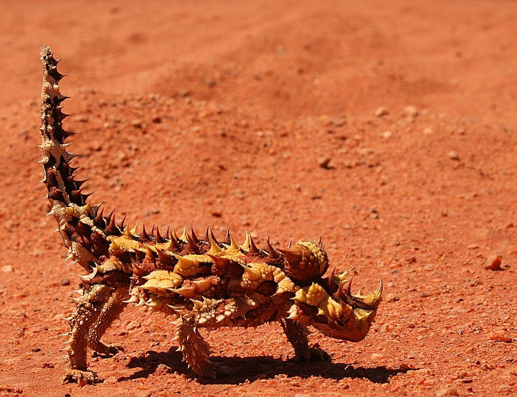 Thorny devil