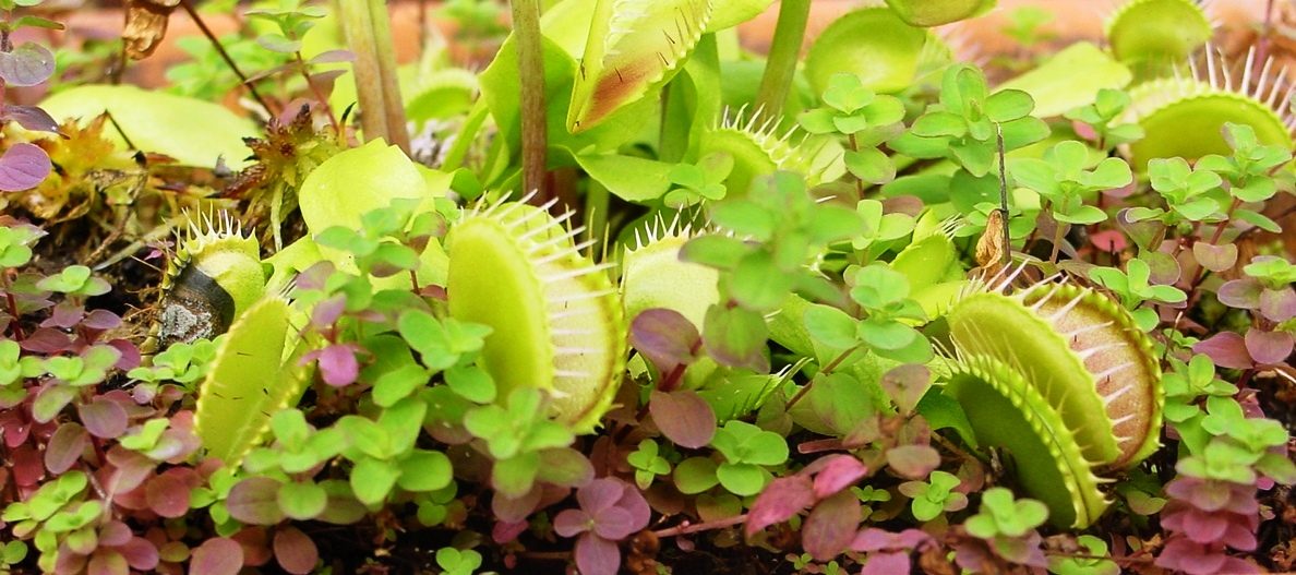 Venus flytrap