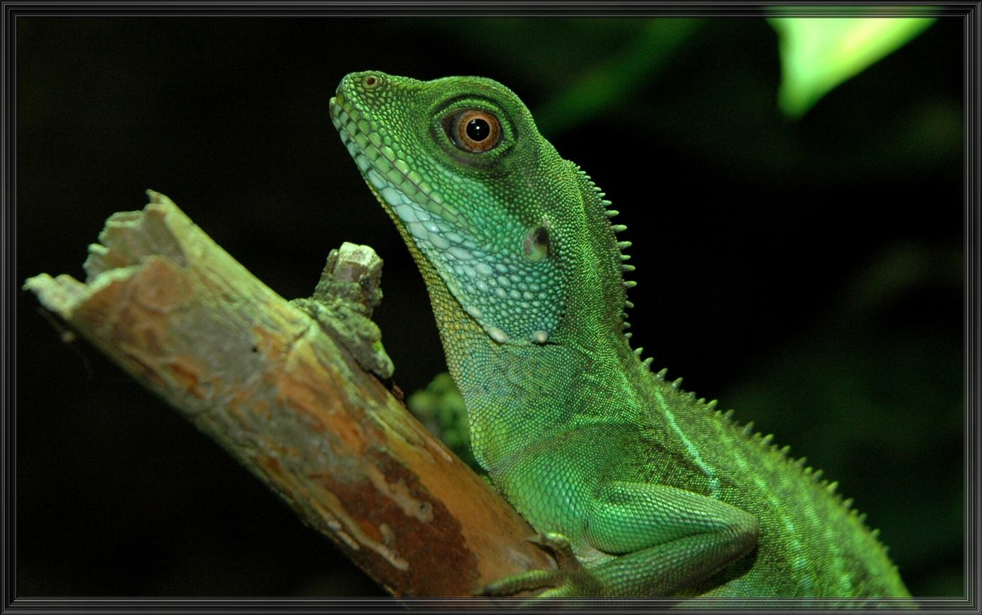 Chinese water dragon