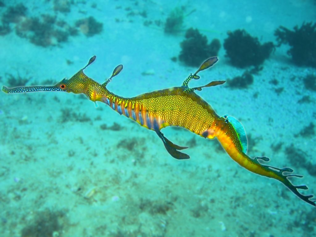 Großer Fetzenfisch