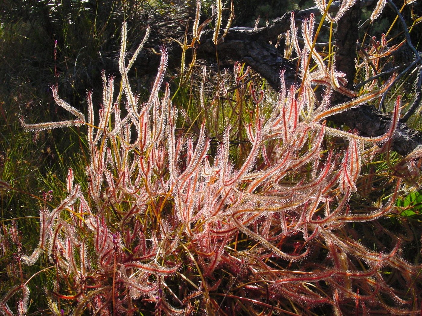 Forked sundew