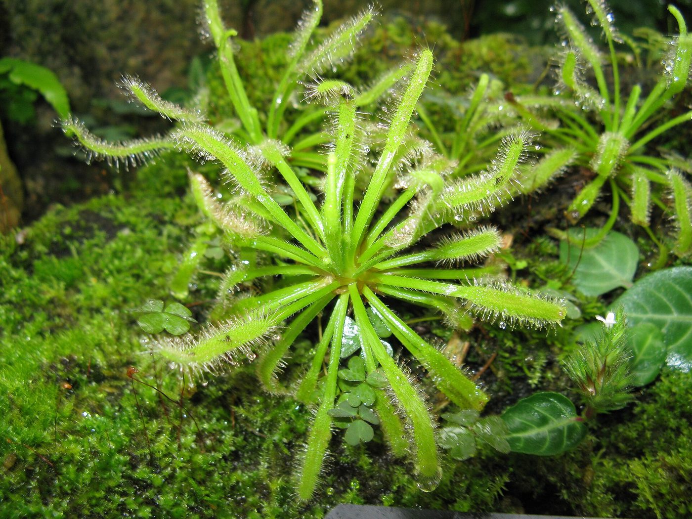 Cape sundew