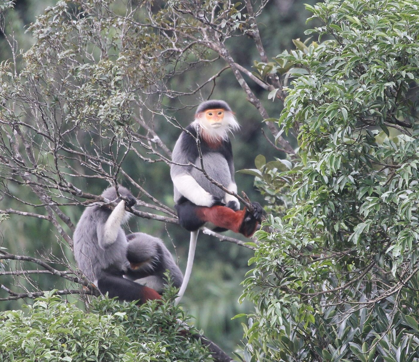 Red-shanked douc