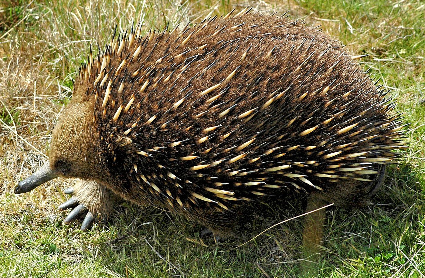 Short-beaked echidna