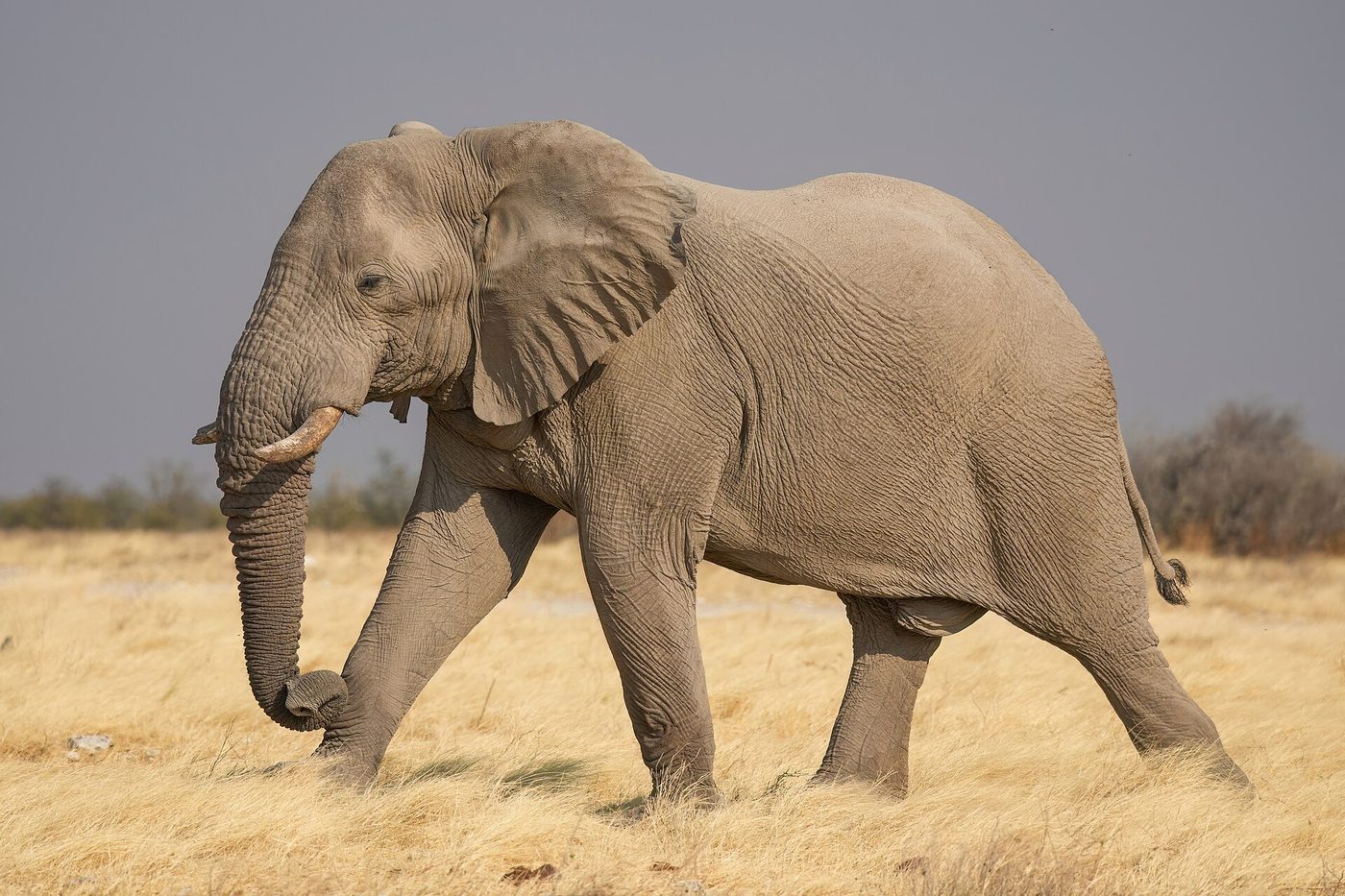 Afrikanischer Elefant